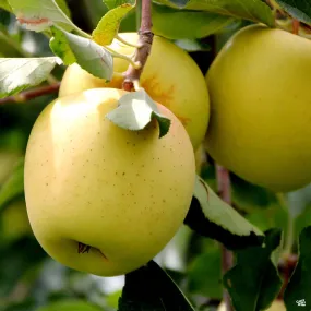 Apple 'Golden Delicious'