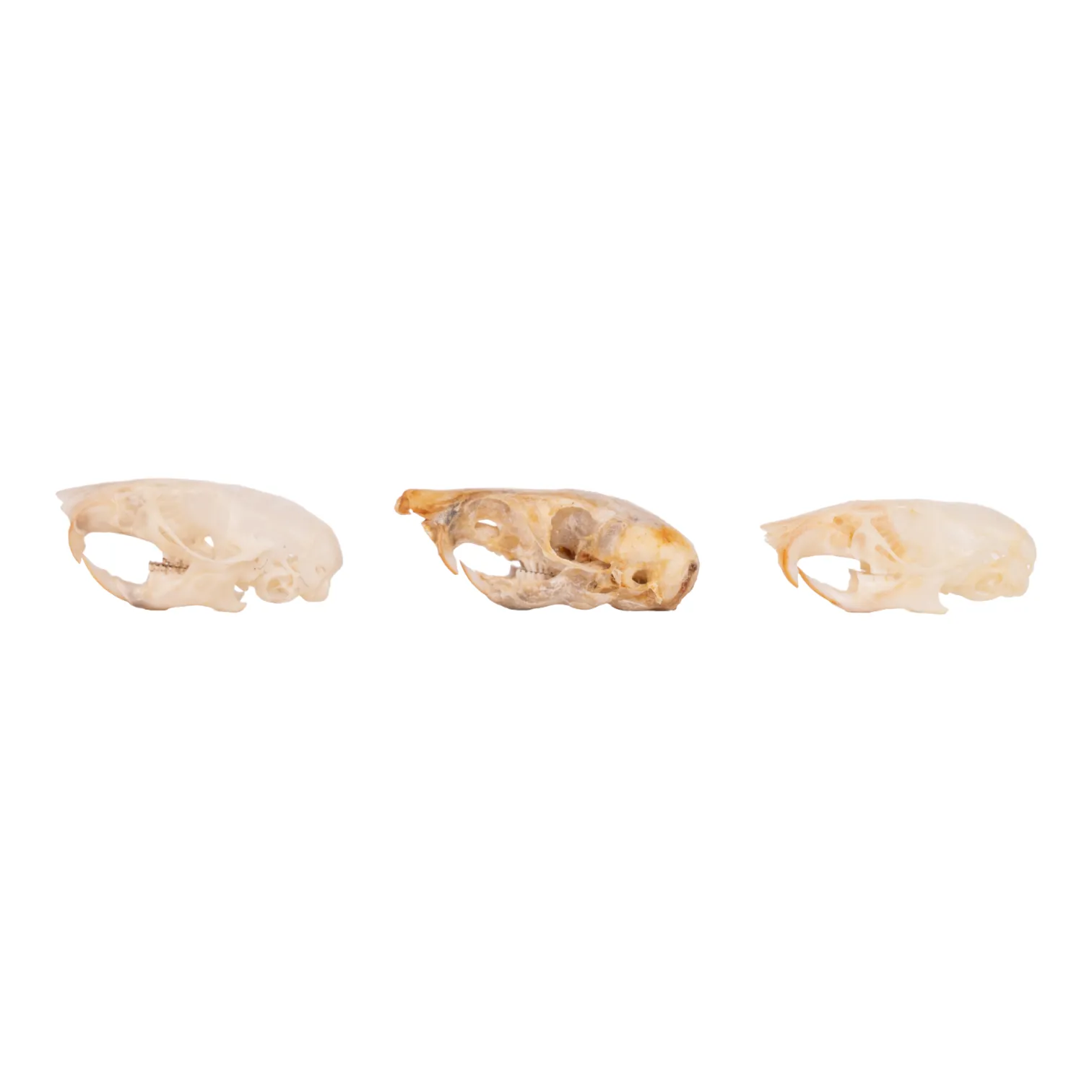 Real Mouse Skull - Set of 3